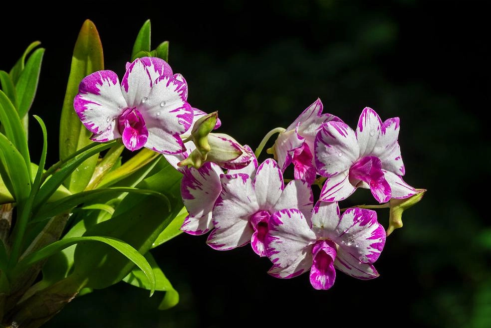 Lan dendro - phân loại cách trồng và chăm sóc cho hoa quanh năm - 6