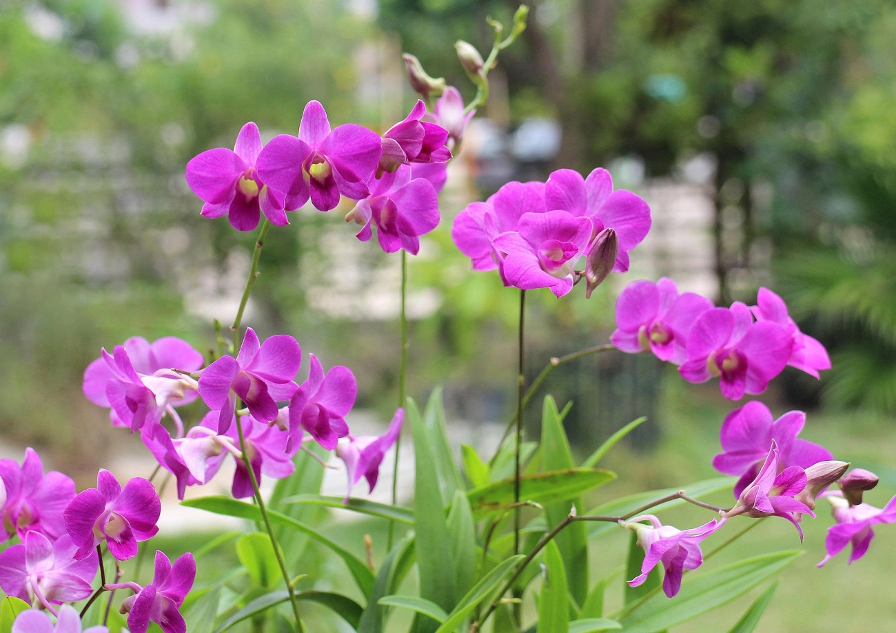 Lan dendro - phân loại cách trồng và chăm sóc cho hoa quanh năm - 7