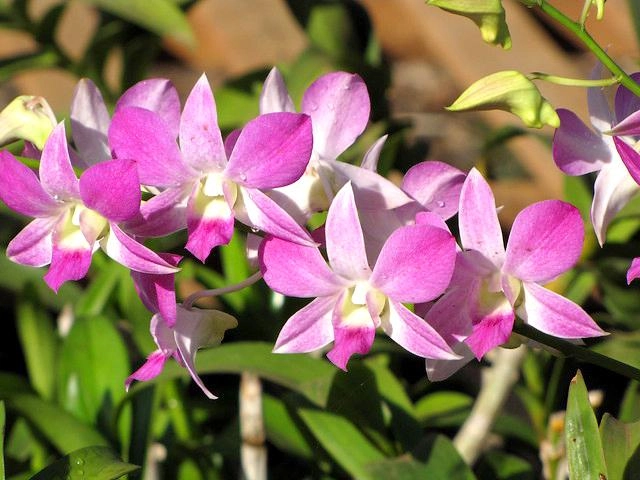 Lan dendro - phân loại cách trồng và chăm sóc cho hoa quanh năm - 11