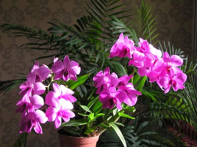 Lan dendro - phân loại cách trồng và chăm sóc cho hoa quanh năm - 12