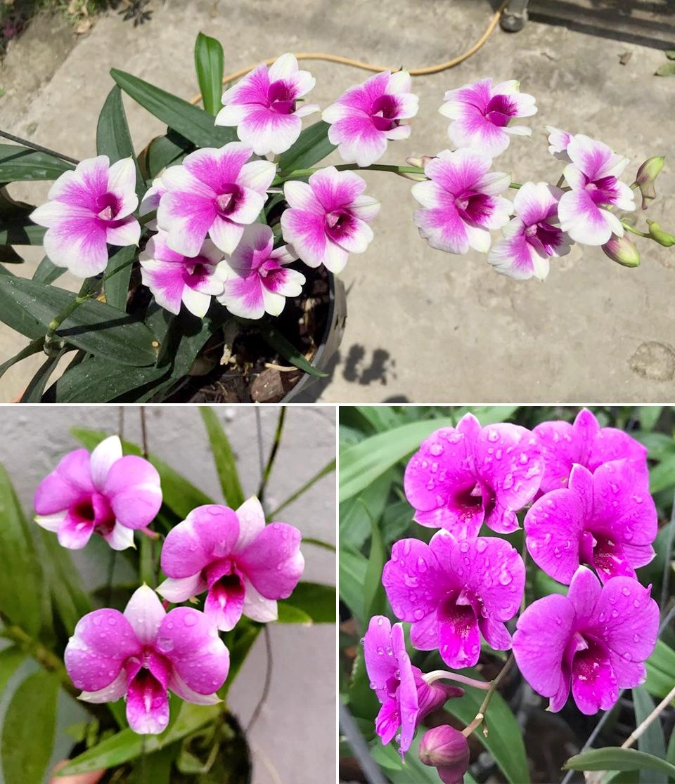 Lan dendro - phân loại cách trồng và chăm sóc cho hoa quanh năm - 13
