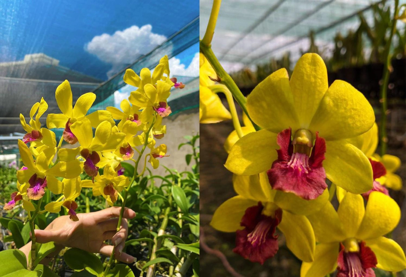 Lan dendro - phân loại cách trồng và chăm sóc cho hoa quanh năm - 14