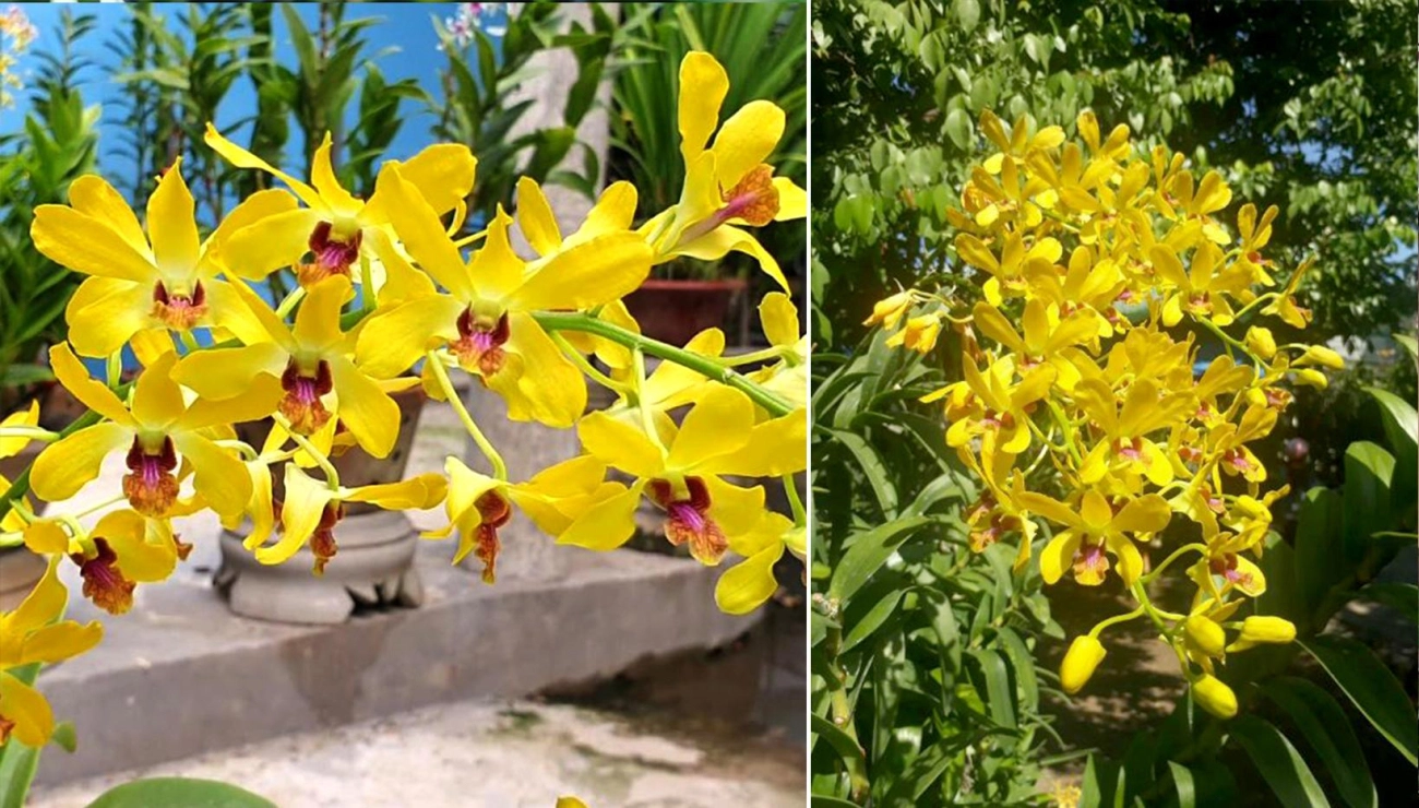 Lan dendro - phân loại cách trồng và chăm sóc cho hoa quanh năm - 17