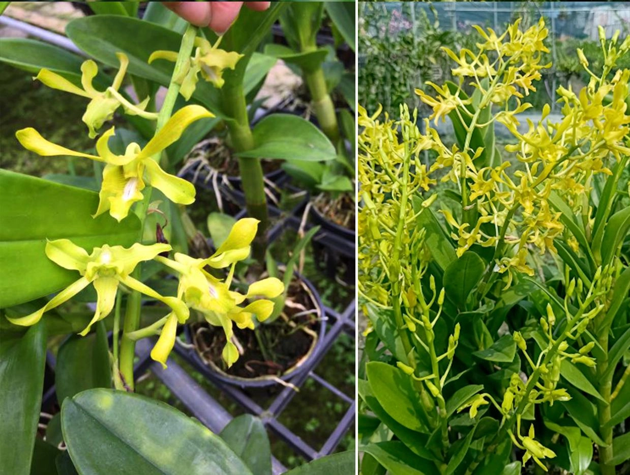 Lan dendro - phân loại cách trồng và chăm sóc cho hoa quanh năm - 18