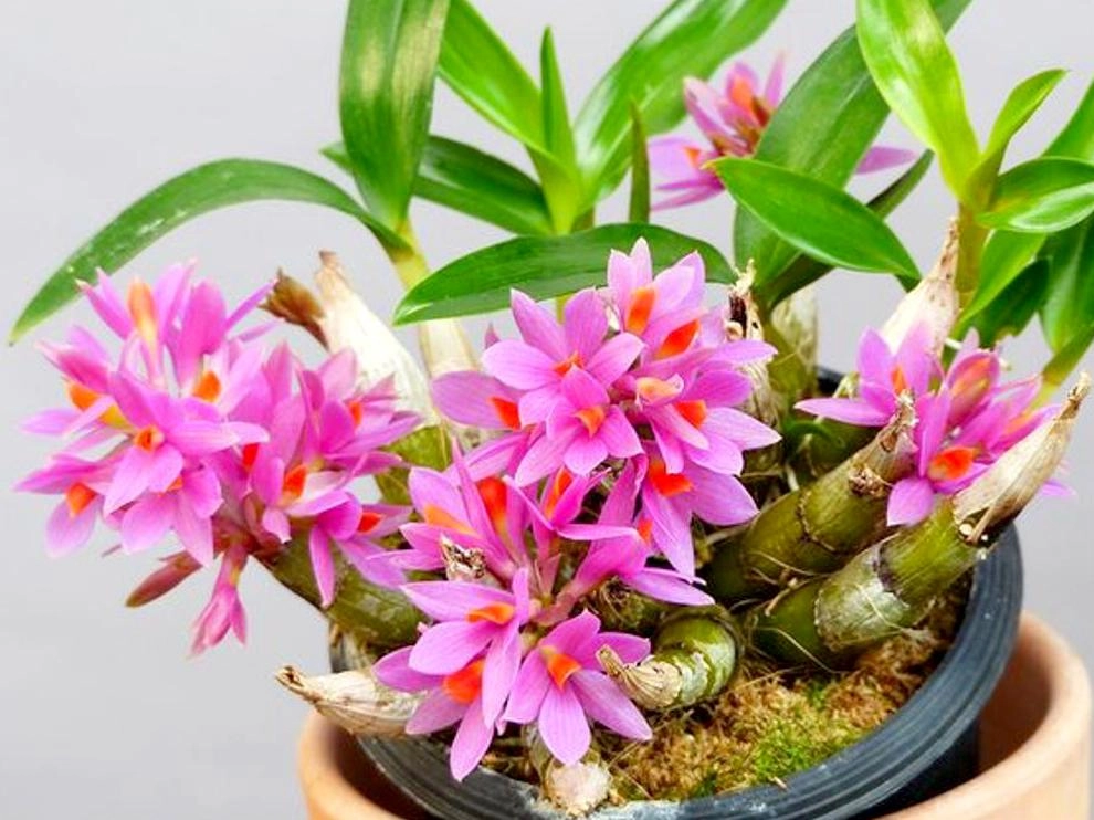Lan dendro - phân loại cách trồng và chăm sóc cho hoa quanh năm - 24