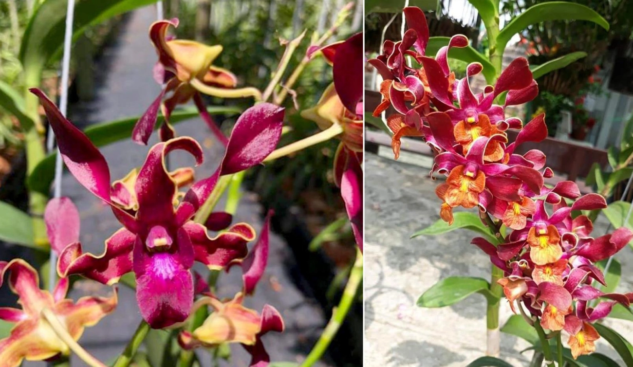 Lan dendro - phân loại cách trồng và chăm sóc cho hoa quanh năm - 25