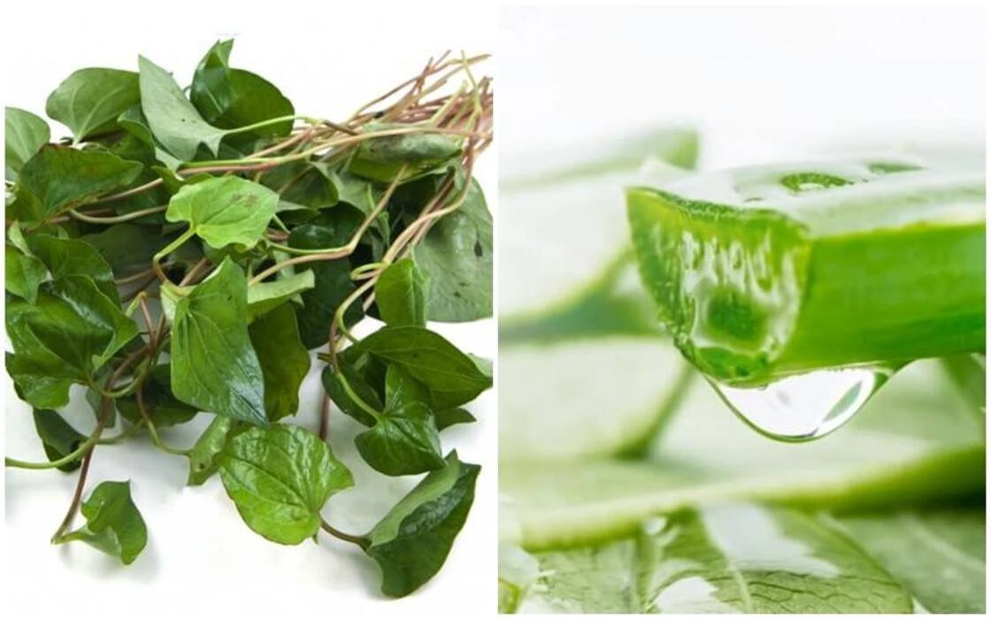 Loại bỏ vùng da tối màu ngay tại nhà với những cách trị nám bằng nha đam siêu đơn giản - 2