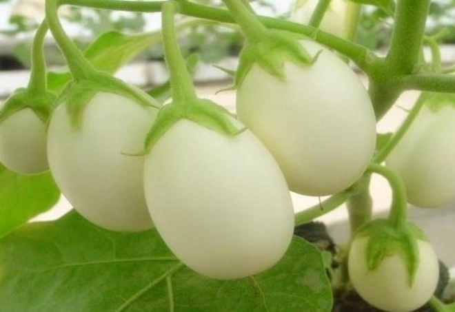 Loại cây có quả trắng muốt to như trứng gà trồng theo cách này 1 cây hái được 2 kg - 1