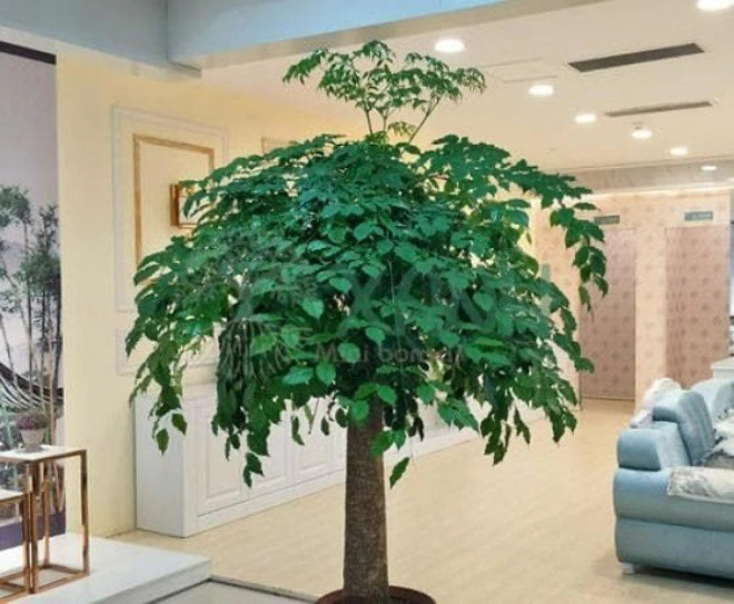 Loại cây này có tên nghe thôi đã hạnh phúc giúp tăng vận khí cho người trong nhà - 2