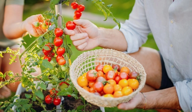 Loại cây này là hoa hậu trên ban công trồng một chậu quả trĩu cành chín đỏ chót - 2