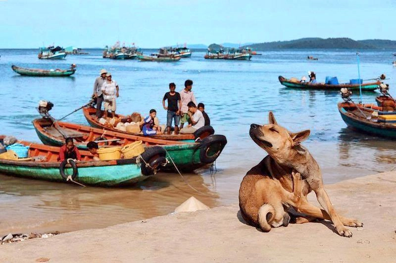 Loài chó bơi giỏi như rái cá đôi chân có màng như chân vịt - 2