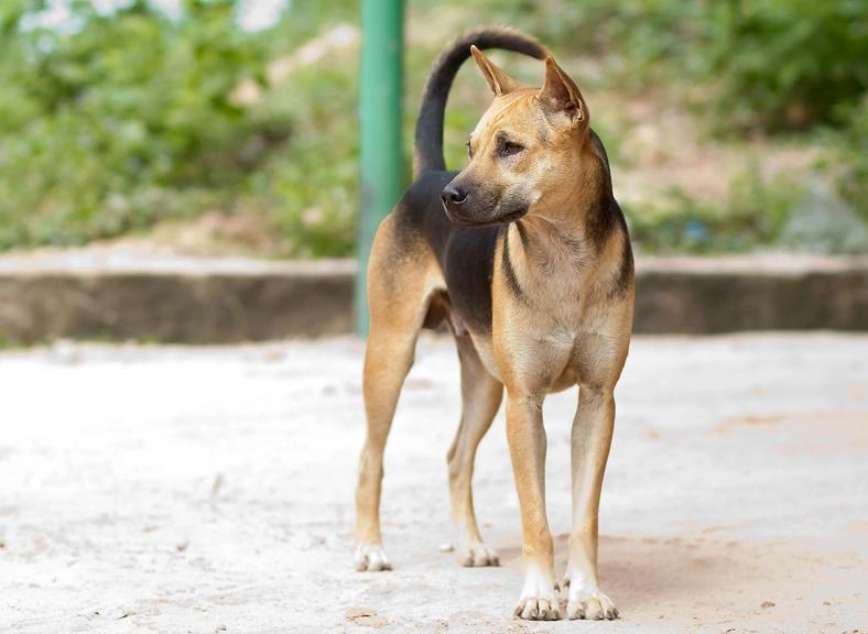 Loài chó bơi giỏi như rái cá đôi chân có màng như chân vịt - 19