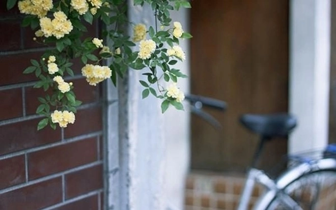 Loại hoa hồng này thích hợp trồng ban công nhất một bông có thể tỏa hương khắp nhà - 1