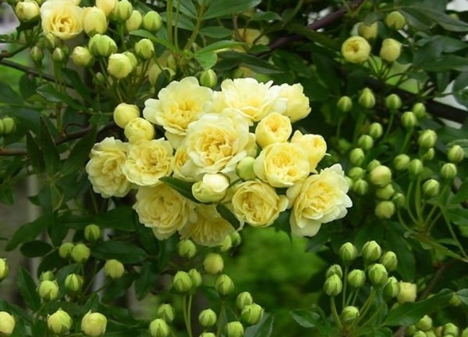 Loại hoa hồng này thích hợp trồng ban công nhất một bông có thể tỏa hương khắp nhà - 3