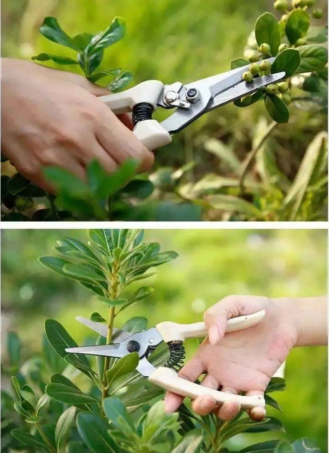 Mạnh tay cắt tỉa để cây cảnh của bạn khỏe mạnh nảy mầm xanh tươi ra hoa rực rỡ - 2