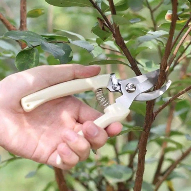 Mạnh tay cắt tỉa để cây cảnh của bạn khỏe mạnh nảy mầm xanh tươi ra hoa rực rỡ - 3