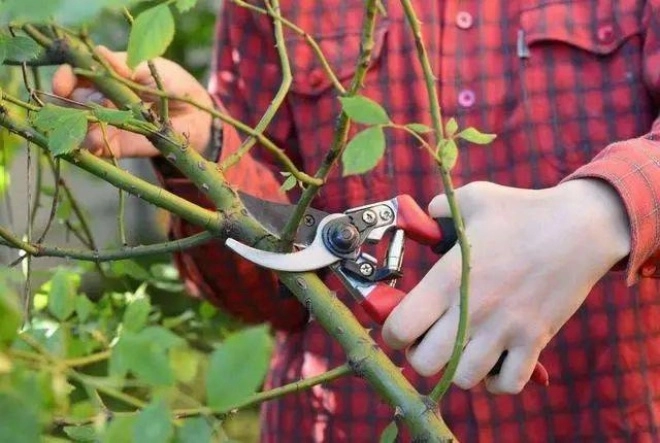 Mạnh tay cắt tỉa để cây cảnh của bạn khỏe mạnh nảy mầm xanh tươi ra hoa rực rỡ - 4