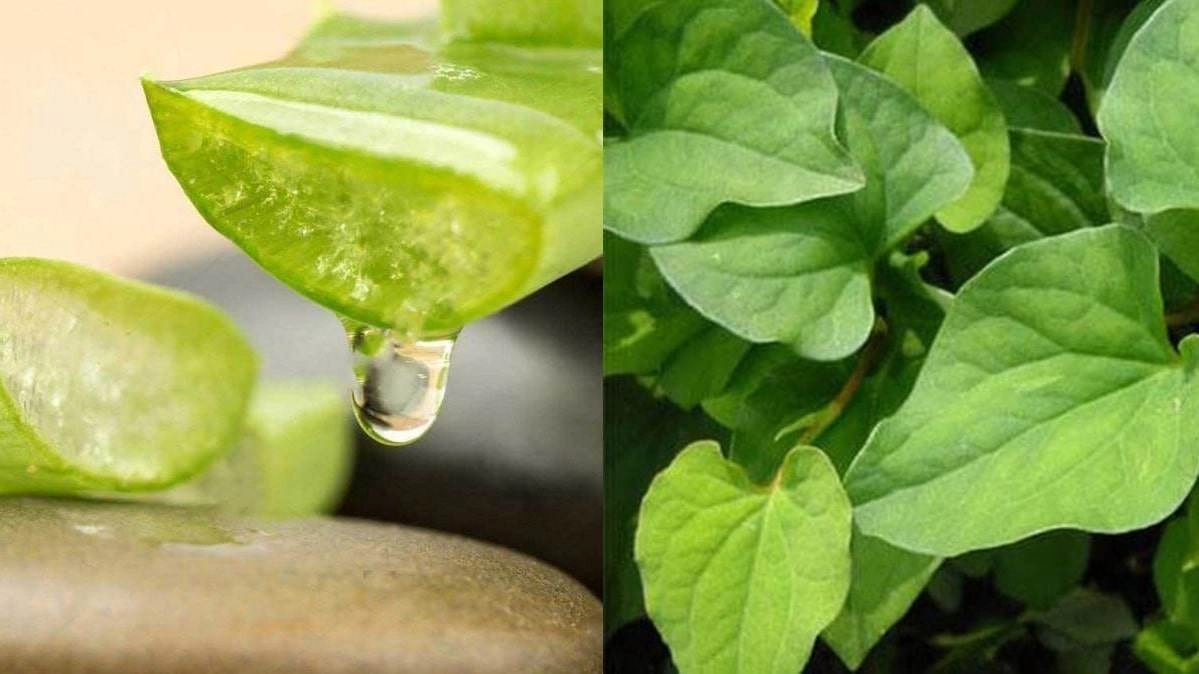 Mặt nạ diếp cá giải pháp chăm sóc da tại nhà đơn giản hiệu quả mà chẳng tốn mấy đồng - 3