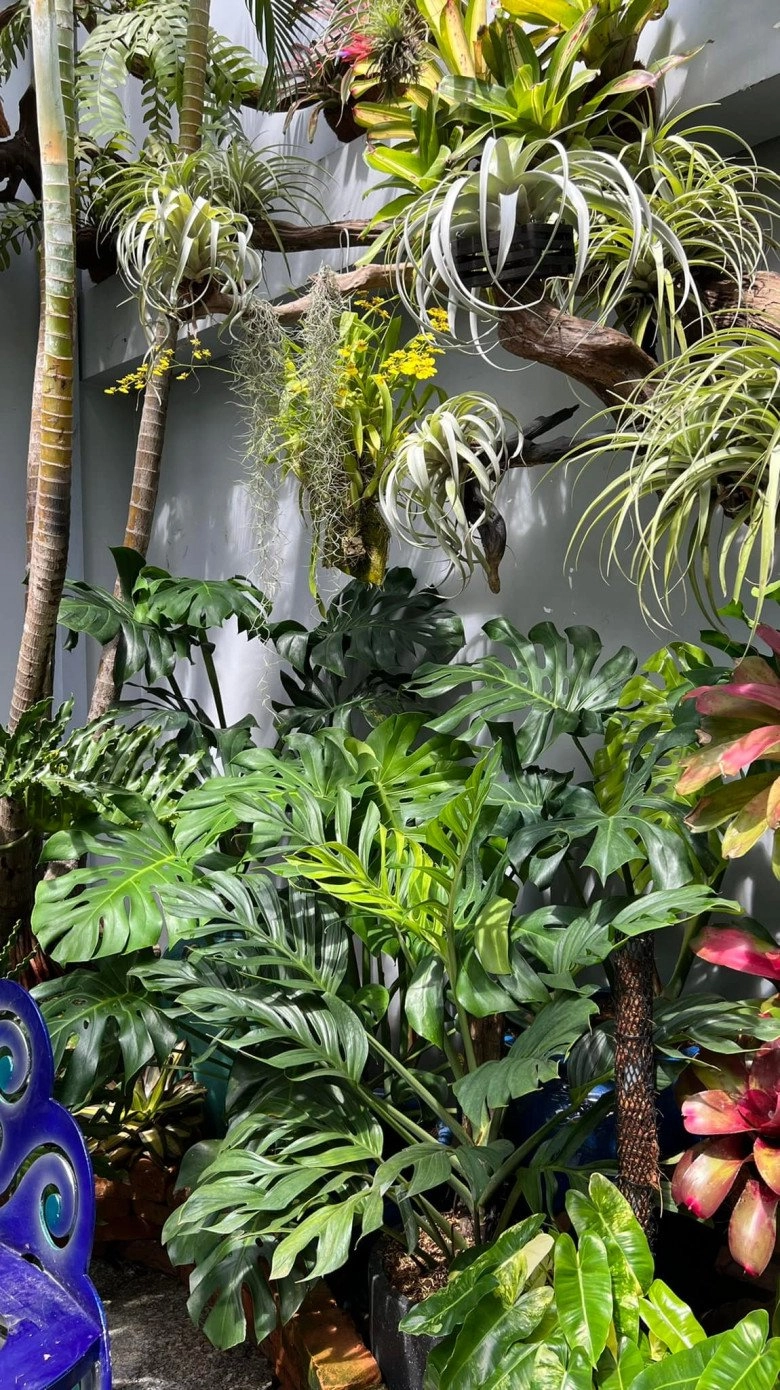 Mẹ đảm làm vườn nhiệt đới ở cần thơ rộng 100m2 đẹp mãn nhãn như ở nam mỹ - 5