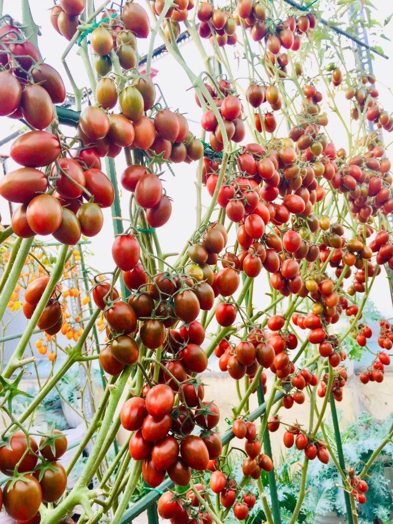 Mẹ đảm sài gòn chia sẻ bí quyết trồng cà chua sai trĩu quả thu hoạch 100kg mỗi vụ - 10