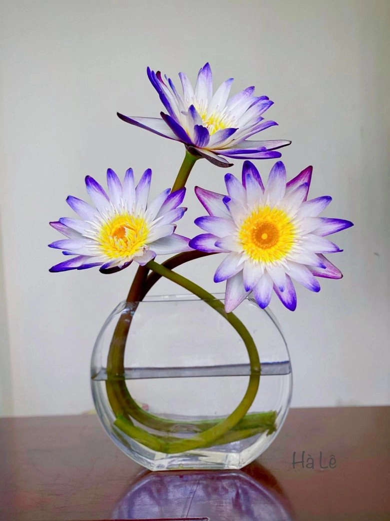 Mẹ hà nội dạy cách cắm hoa 83 đơn giản cắt gốc bỏ vào bình cũng đẹp mê - 10