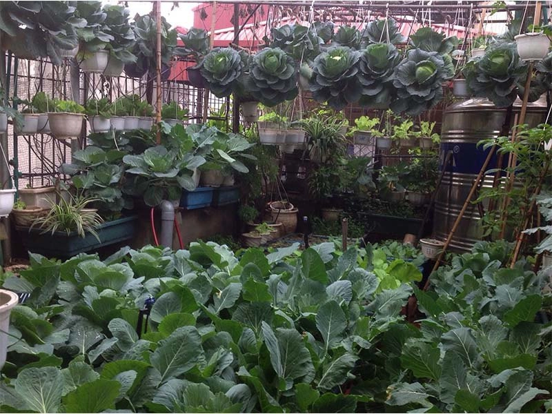 Mẹ hà nội làm vườn treo trên sân thượng 50m2 cả năm không mất tiền mua rau - 3