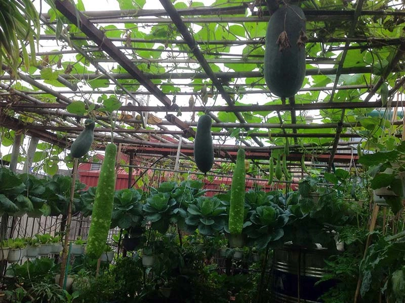 Mẹ hà nội làm vườn treo trên sân thượng 50m2 cả năm không mất tiền mua rau - 4