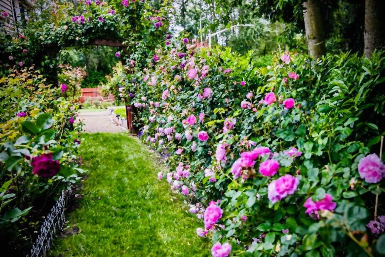Mẹ việt dành 10 năm làm vườn từ 10m2 trồng rau thơm đến khu vườn cổ tích 10000m2 - 8