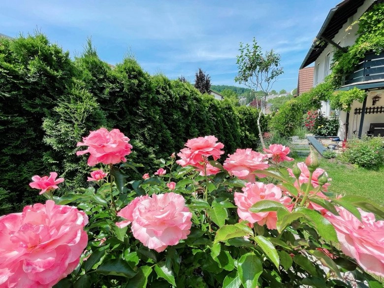 Mẹ việt trồng đủ loại hoa hồng ở đức khu vườn 300m2 đẹp như truyện cổ tích - 1