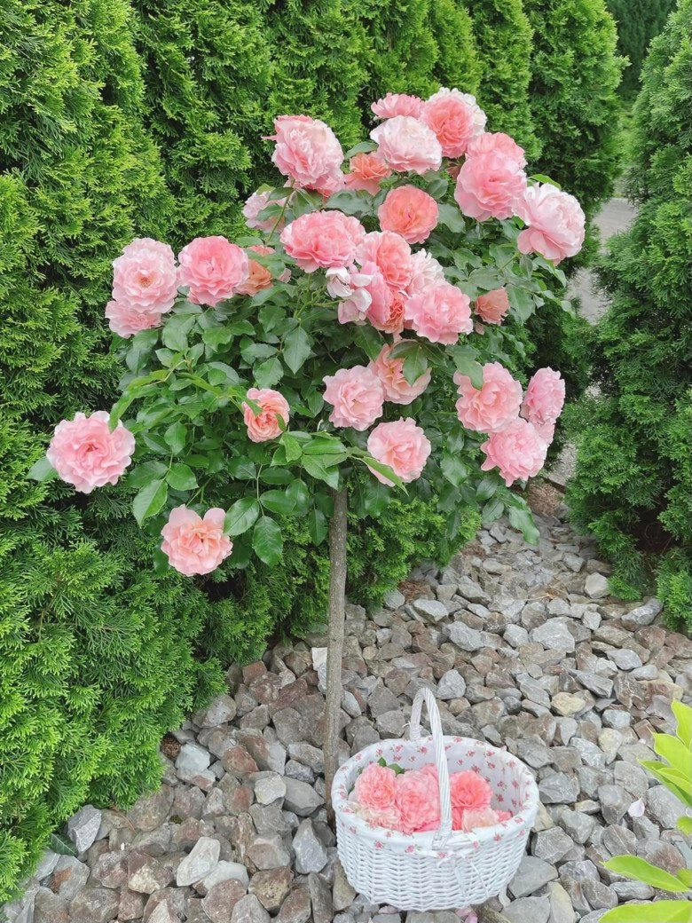 Mẹ việt trồng đủ loại hoa hồng ở đức khu vườn 300m2 đẹp như truyện cổ tích - 9
