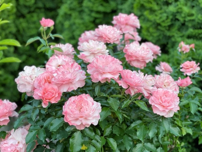 Mẹ việt trồng đủ loại hoa hồng ở đức khu vườn 300m2 đẹp như truyện cổ tích - 12