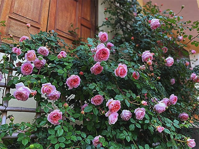 Mẹ việt trồng đủ loại hoa hồng ở đức khu vườn 300m2 đẹp như truyện cổ tích - 15