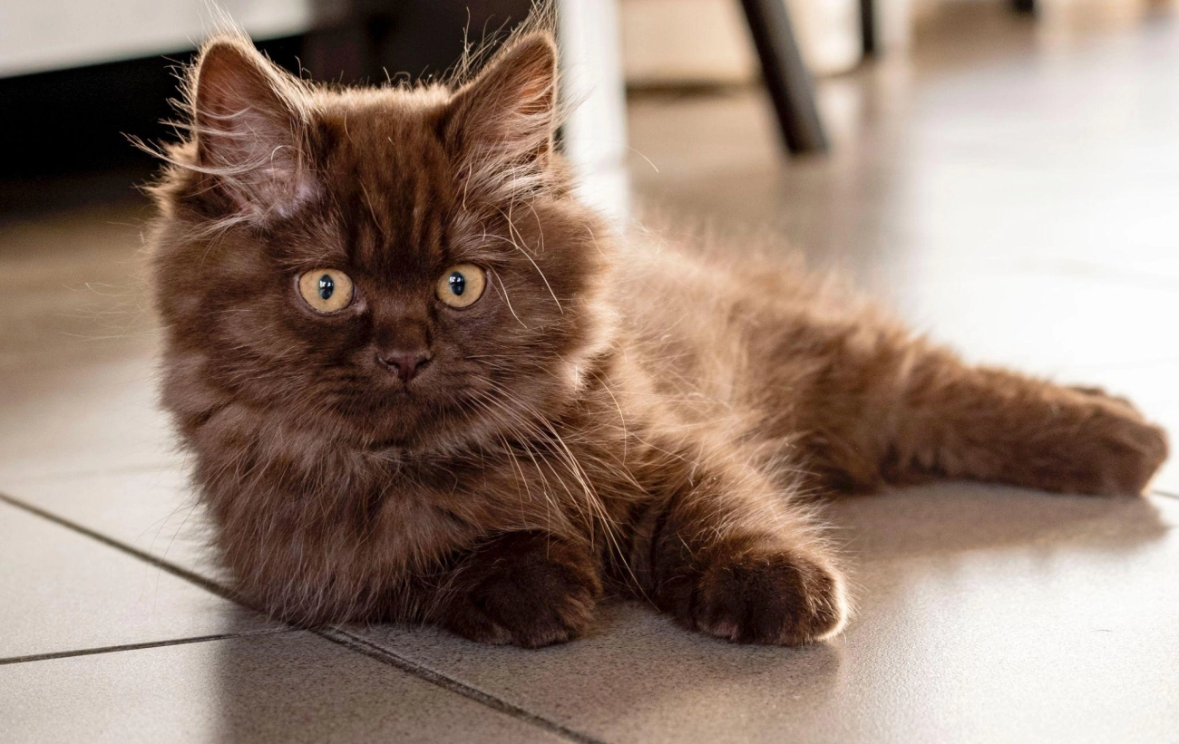Mèo anh lông dài - đặc điểm phân loại giá bán và cách nuôi - 18