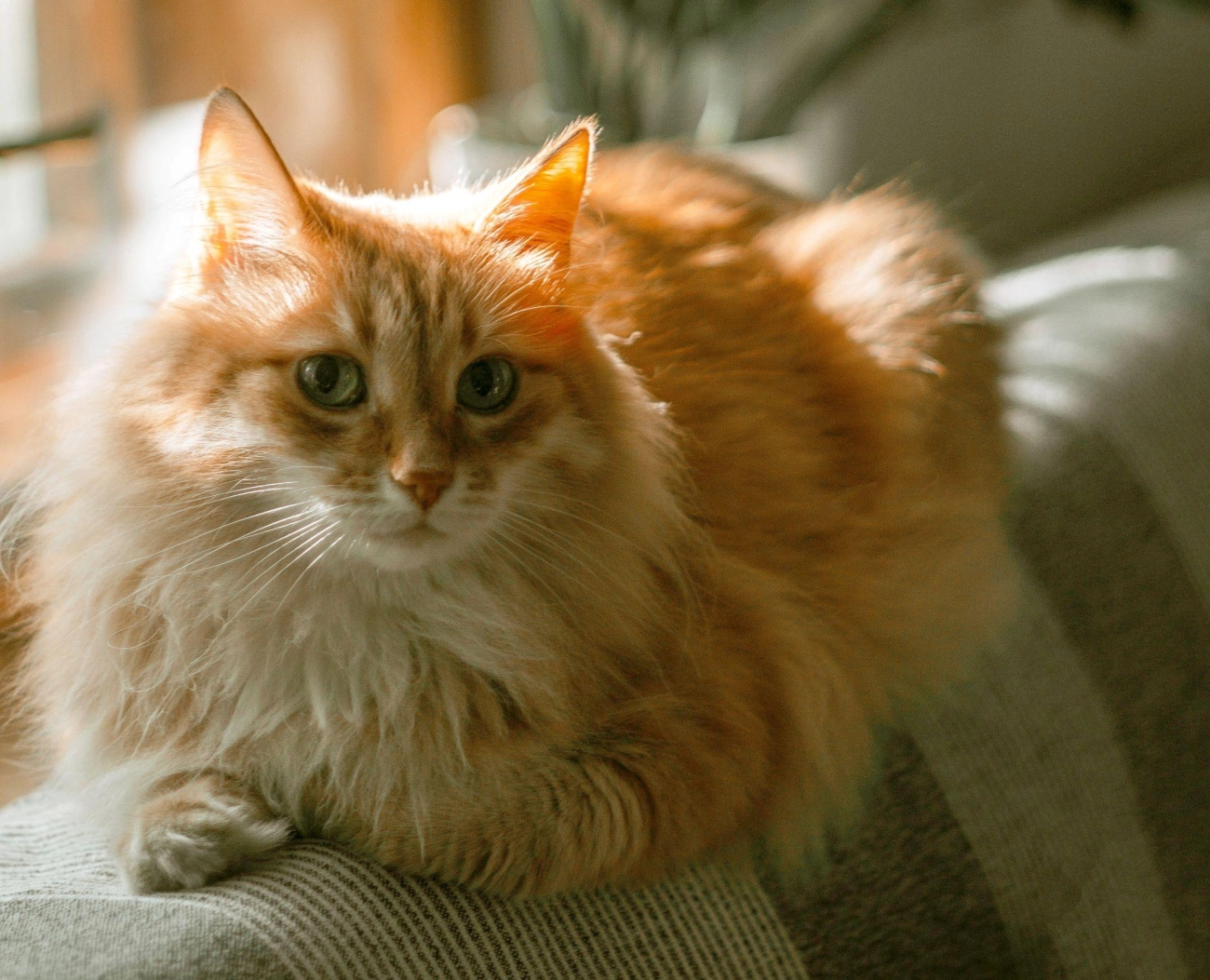 Mèo anh lông dài - đặc điểm phân loại giá bán và cách nuôi - 31