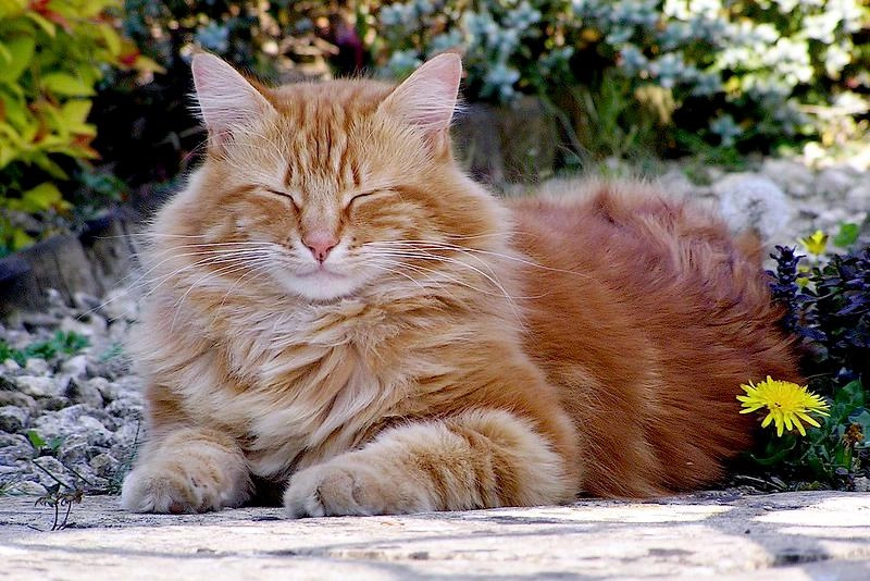 Mèo anh lông dài - đặc điểm phân loại giá bán và cách nuôi - 33