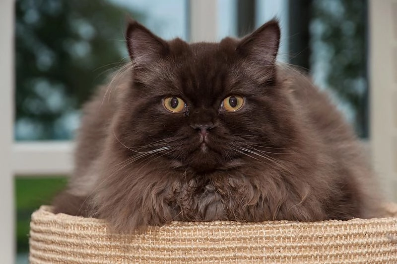Mèo anh lông dài - đặc điểm phân loại giá bán và cách nuôi - 36