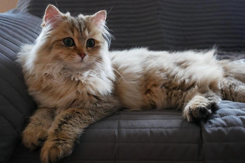 Mèo anh lông dài - đặc điểm phân loại giá bán và cách nuôi - 39