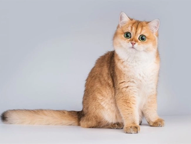 Mèo golden - thông tin đặc điểm của loài mèo này - 3