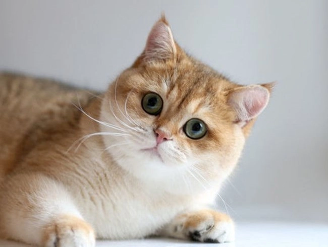 Mèo golden - thông tin đặc điểm của loài mèo này - 4
