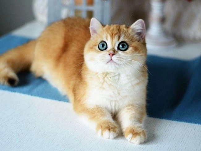 Mèo golden - thông tin đặc điểm của loài mèo này - 5