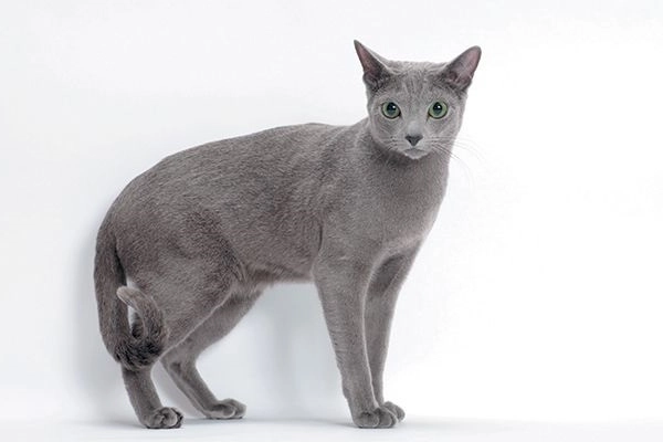 Mèo nga mắt xanh nguồn gốc đặc điểm giá bán và cách nuôi - 1