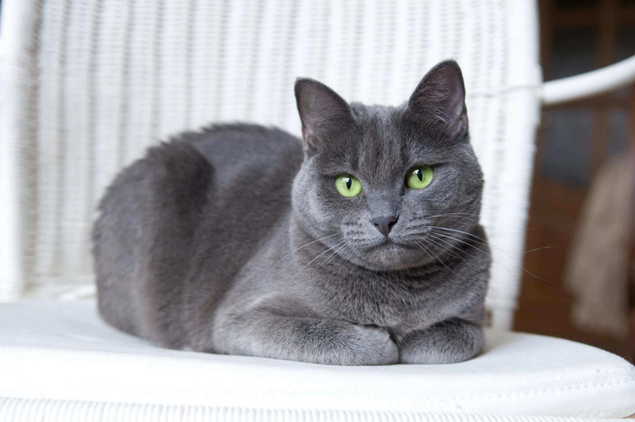Mèo nga mắt xanh nguồn gốc đặc điểm giá bán và cách nuôi - 2