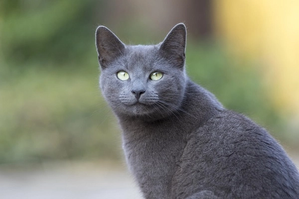 Mèo nga mắt xanh nguồn gốc đặc điểm giá bán và cách nuôi - 3