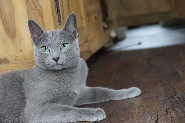 Mèo nga mắt xanh nguồn gốc đặc điểm giá bán và cách nuôi - 4