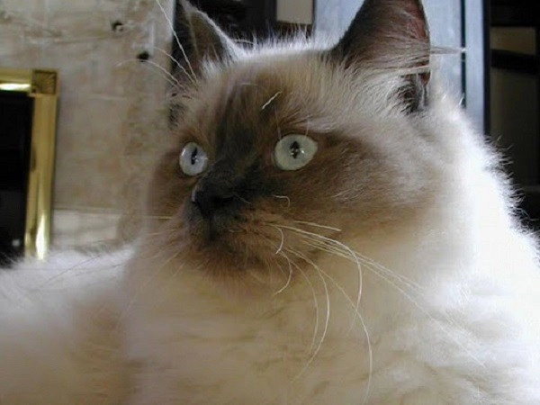 Mèo ragdoll - 10 sự thật đáng yêu về giống mèo mắt xanh - 13