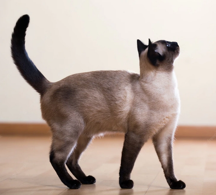 Mèo xiêm loài mèo hoàng gia có dáng vẻ huyền bí như một vị thần - 3