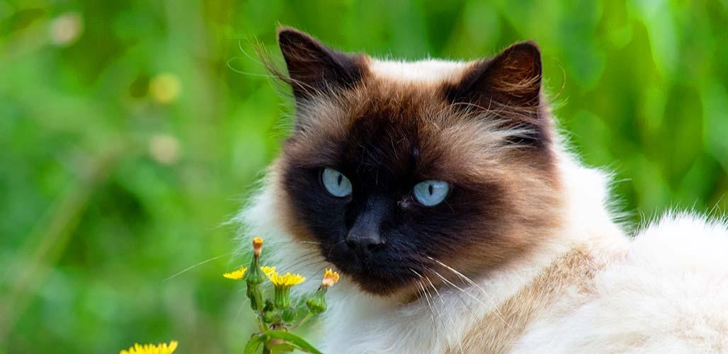 Mèo xiêm loài mèo hoàng gia có dáng vẻ huyền bí như một vị thần - 11