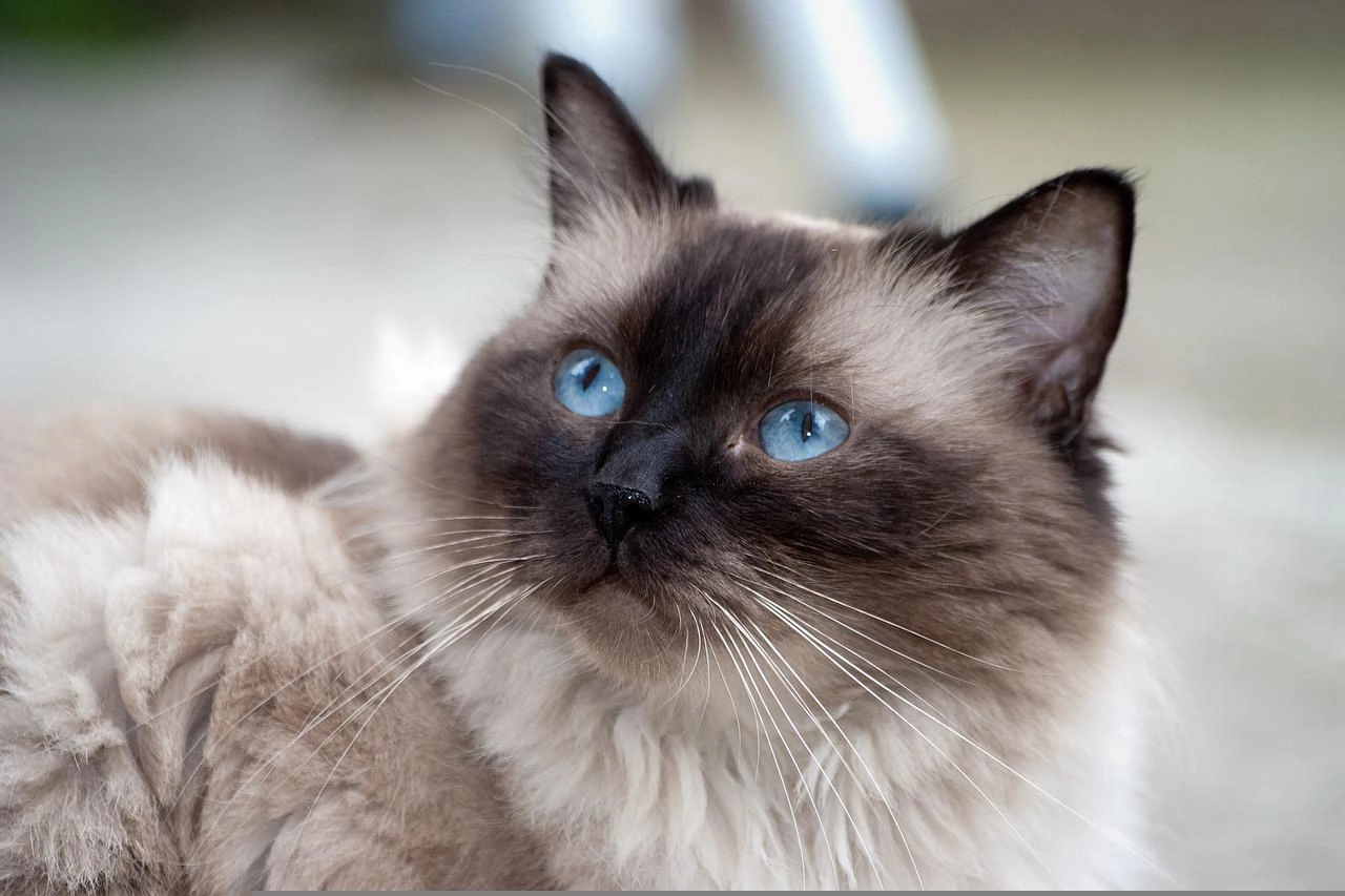 Mèo xiêm loài mèo hoàng gia có dáng vẻ huyền bí như một vị thần - 17