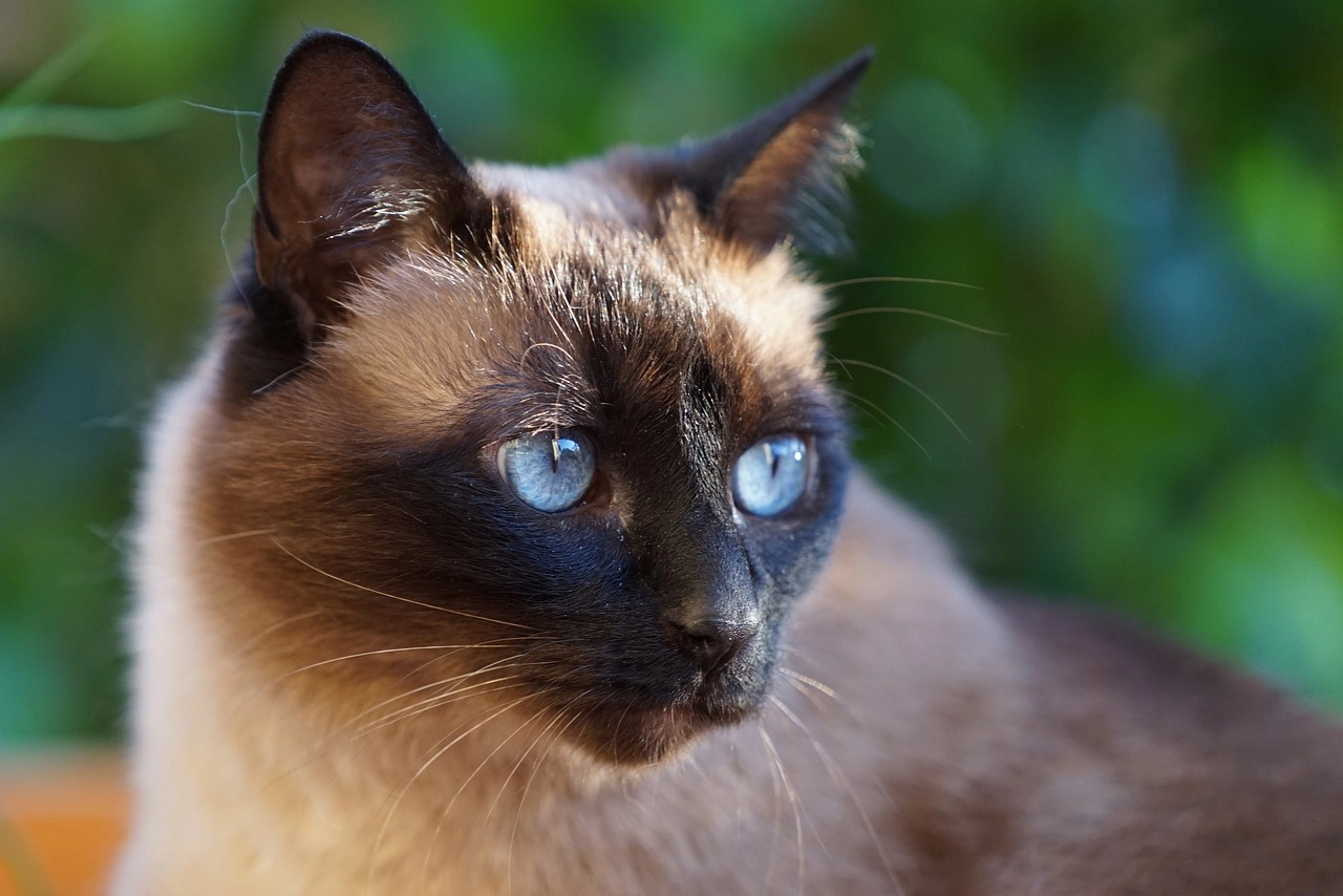 Mèo xiêm loài mèo hoàng gia có dáng vẻ huyền bí như một vị thần - 18