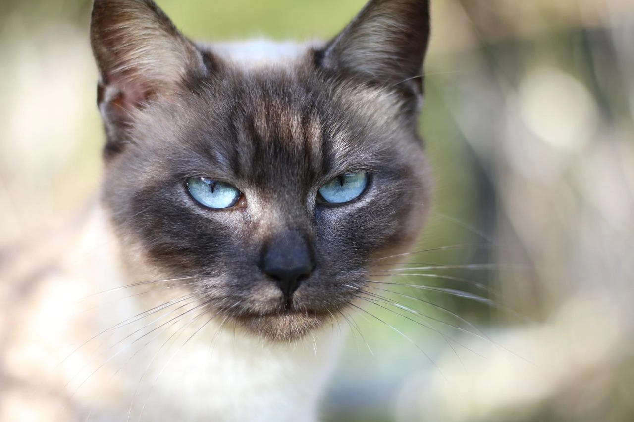 Mèo xiêm loài mèo hoàng gia có dáng vẻ huyền bí như một vị thần - 19